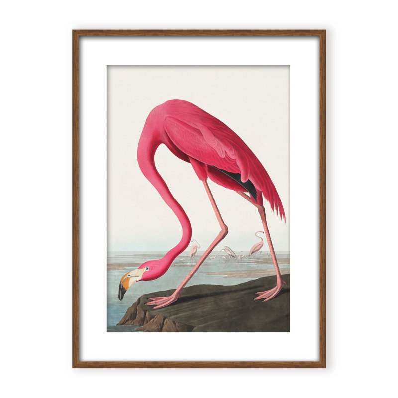 Coastal Retreat Pink Flamingo II From Birds Of America (1827), 24" H x 16" W x 2.375" D, Framed Canvas, Beige