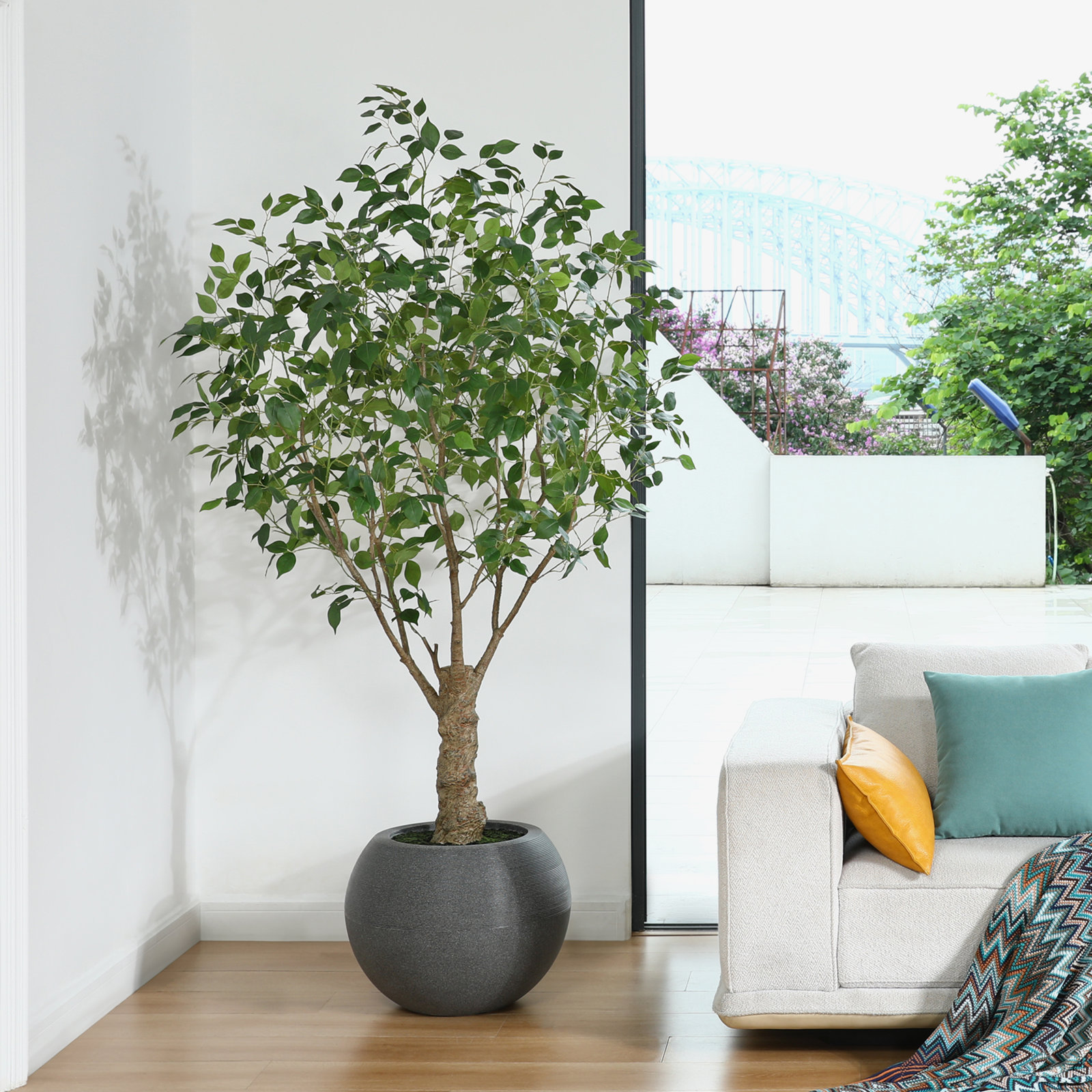 Ailsa 84" Ficus Tree in Planter