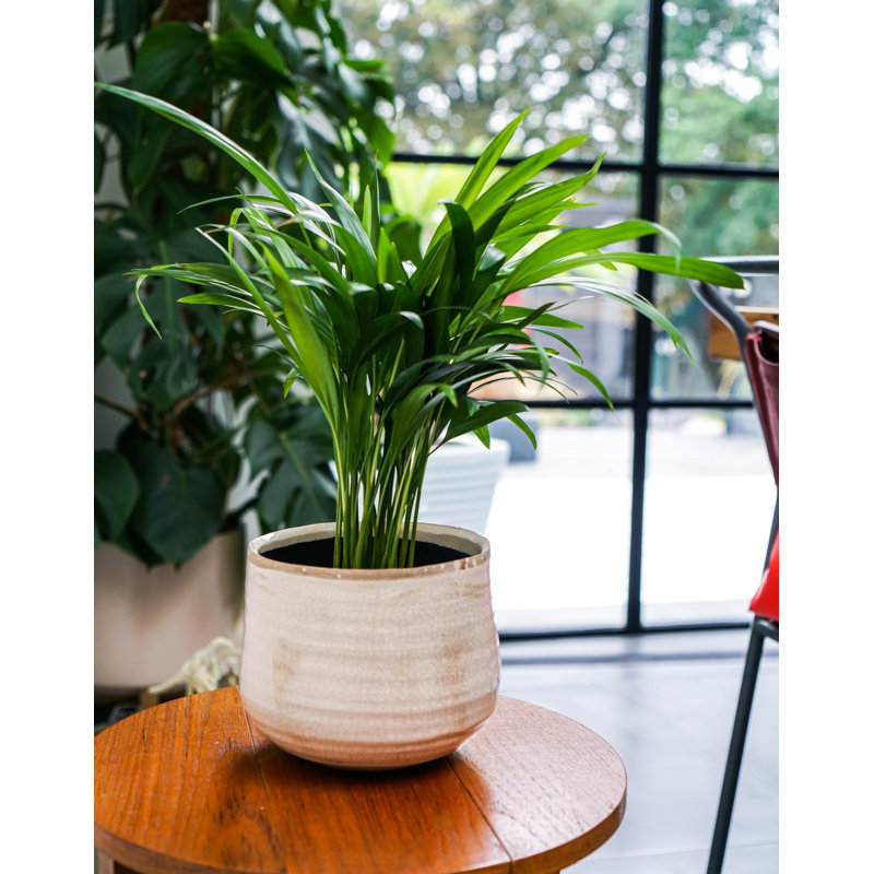 Indoor Planter, Reactive Glaze Como Pot, Ivory, 21cm H x 26cm W x 26cm D
