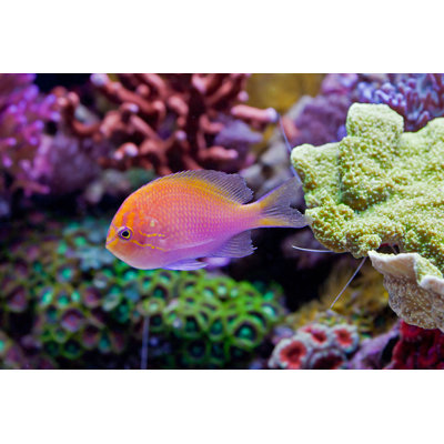 " Orange Fish " by B_Ial_Y