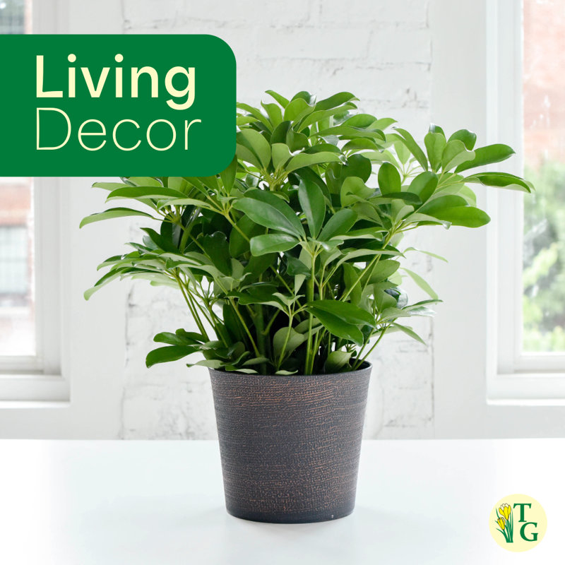 Live Arboricola Plant