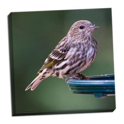 " Pine Siskin " by Stan Hellmann