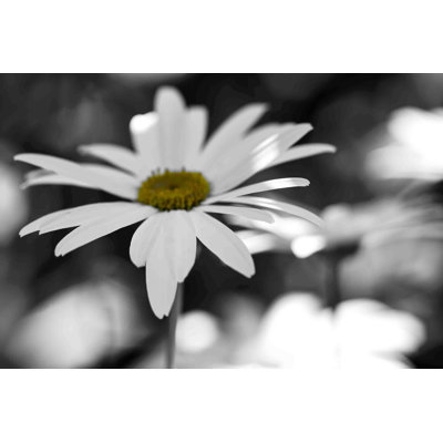 «Sun Speckled Daisy», reproduction d'art sur toile tendue
