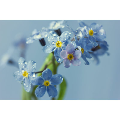 Forget-Me-Not - Wrapped Canvas Print