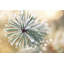 Détails d'hiver par Martin Podt - reproduction-327816419-315343424-315343430