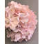 BOUQUET D'HORTENDAÏS X3 PIÈCES-2089488818-2089488819