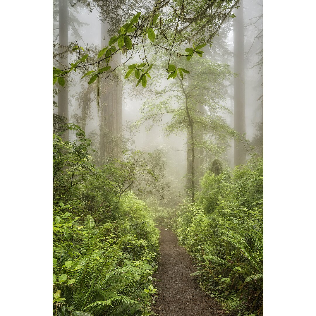 Leinwandbild Summer Forest I von Dianne Poinski