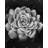 Black and White Succulent Canvas | Monochrome Home Decor