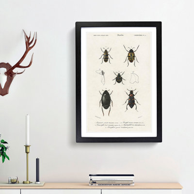 Beetle Illustration PL.5 by Charles D'Orbigny - Single Picture Frame Print