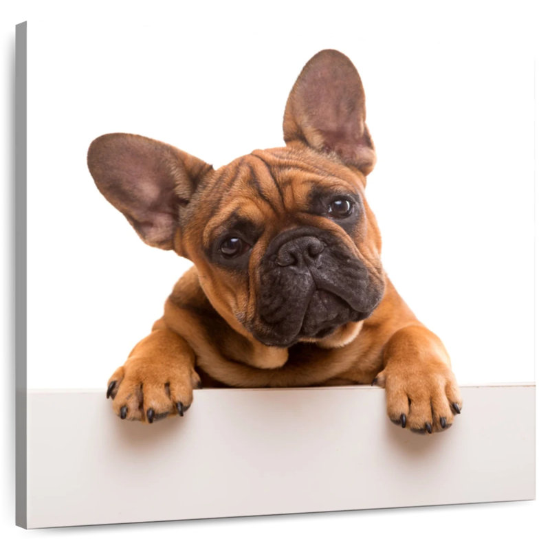 Brampt Curious French Bulldog
