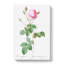 Pink Provence Rose by Pierre-Joseph Redoute - Wrapped Canvas-55325520