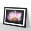 Pink Daisy Flower - Picture Frame Graphic Art Print-56861354-56861357