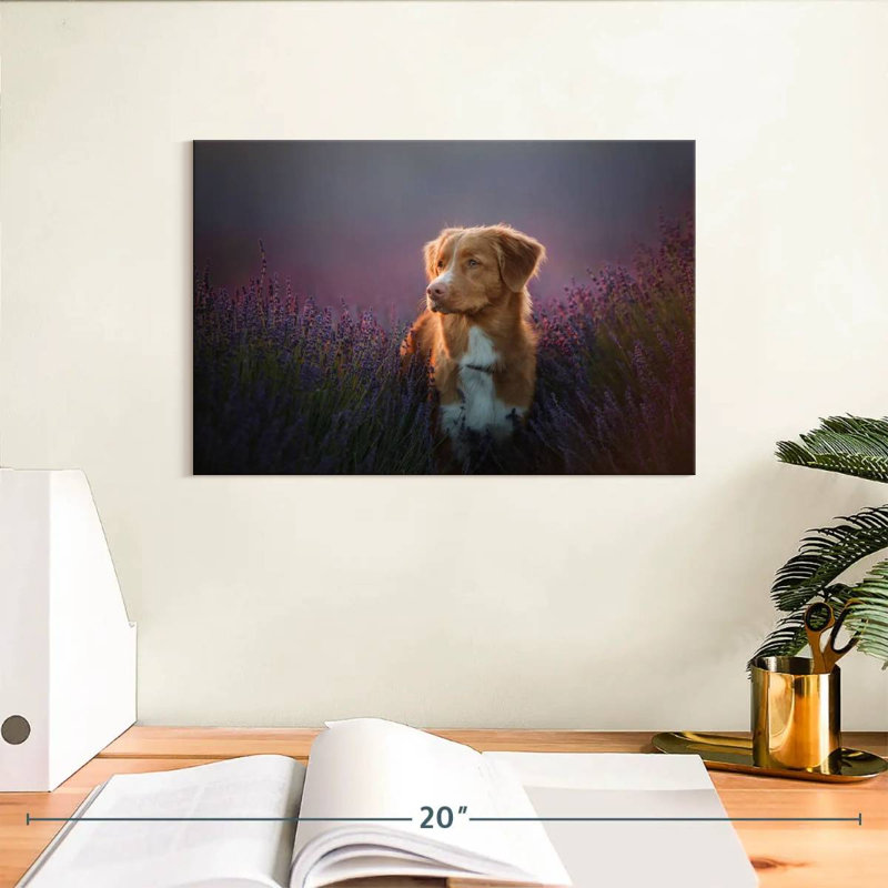Golden retriever dans un champ de lavande, H 8 po x l 12 po