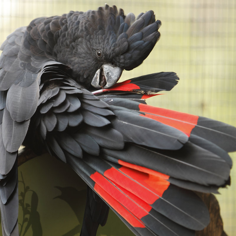 Red Tailed Black Cockatoo by Craigrjd - Wrapped Canvas Print, 30cm H x 30cm W x 3.8cm D