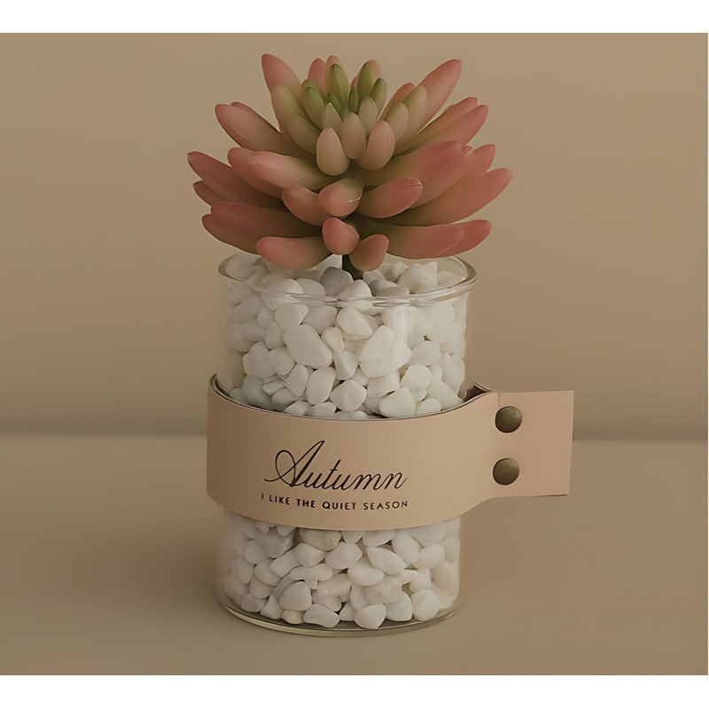 Plante grasse de 6,29 po