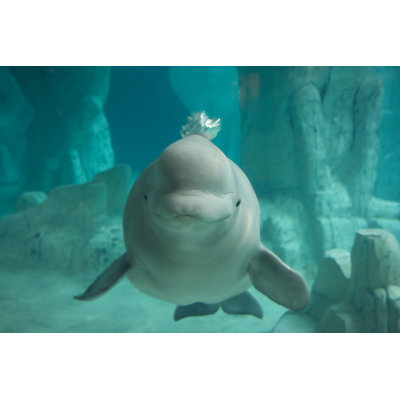 Beluga Whale by Racheldonahue - Wrapped Canvas Print