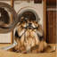  Tapis lavable Chow Chow Dogs-578584290