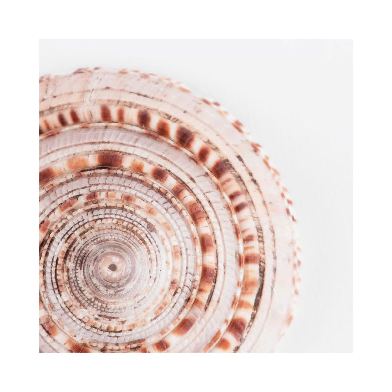 Sundial Shell II by Philippe Hugonnard - Wrapped Canvas Gallery-Wrapped Canvas Giclée, 30.48 cm H x 30.48 cm W