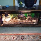 REPTIZOO 48'' x 18'' x 18'' Reptile Terrarium & Reviews | Wayfair