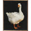Fluffy Goose Black-2032858665