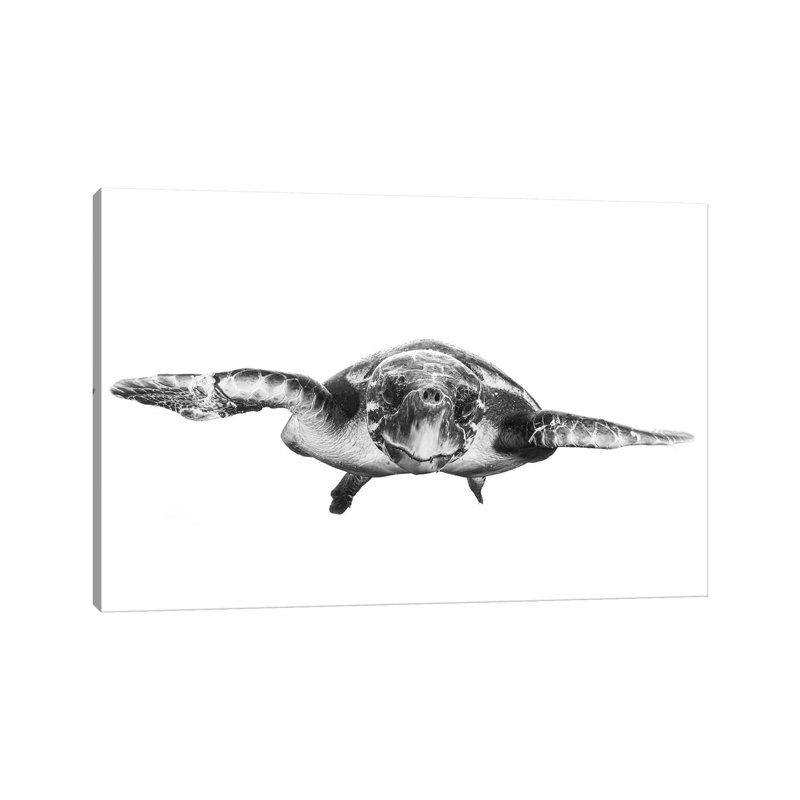 White And Turtle by Barathieu Gabriel - Wrapped Canvas Print, 20.32 cm H x 30.48 cm W
