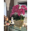 Vivien Gold Vase With Phaleanopsis Orchids-772172527