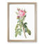 Pink Roses in Bloom by Pierre-Joseph Redoute - Picture Frame Graphic Art Print-55584024-55584025