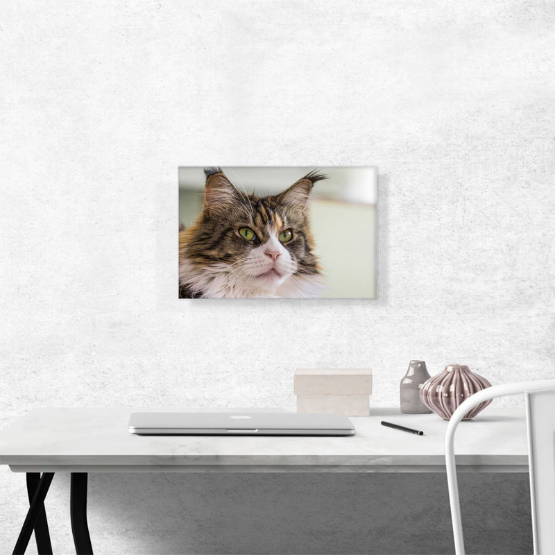 Maine Coon Cat - reproduction de photo sur toile tendue, H 12 po x l 18 po x P 0,75 po