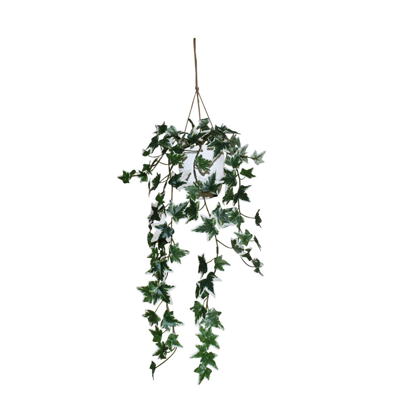 Plante vivante en pot 26 po