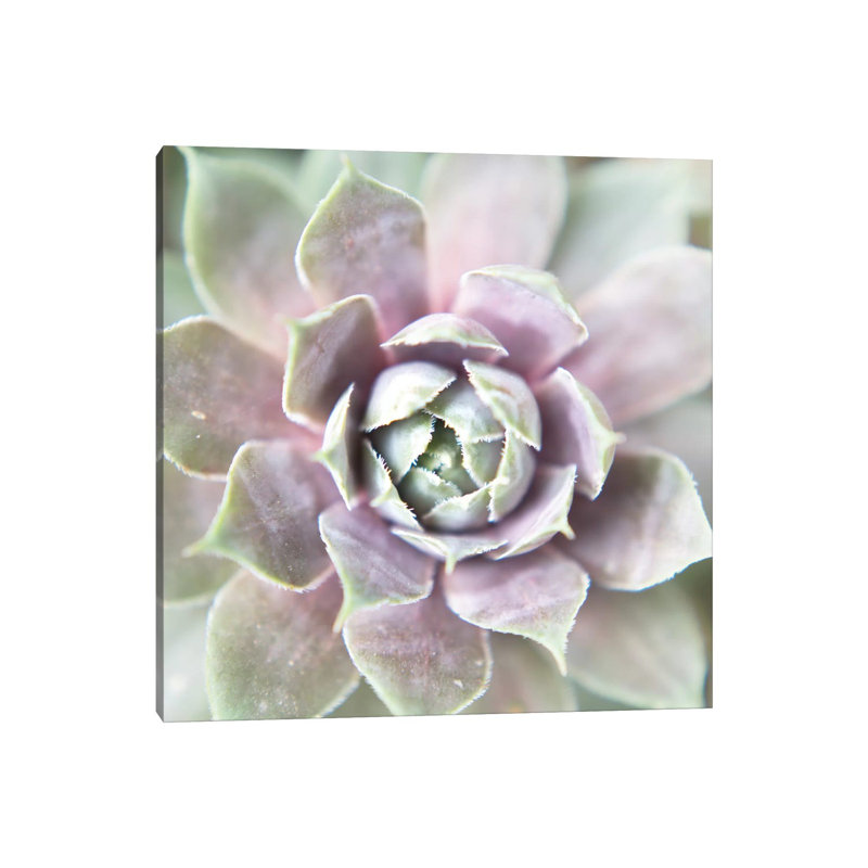 Succulent Glow II by Jason Johnson - Wrapped Canvas Print, 30.48 cm H x 30.48 cm W
