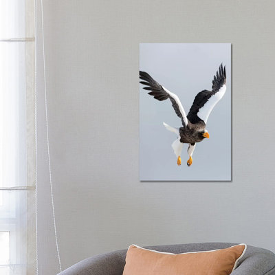 Aigle de mer de Steller en vol. Hivernage sur la péninsule de Shiretoko, Hokkaido, Japon. par Darrell Gulin - Photographie sur toile tendue
