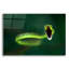 «Vine Snake» par Thomas Haney-1086464198