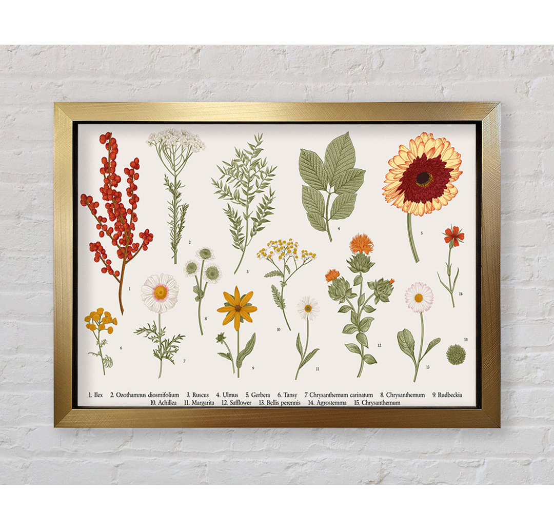 Blume Illustration Handgezeichnet Gerahmter Druck