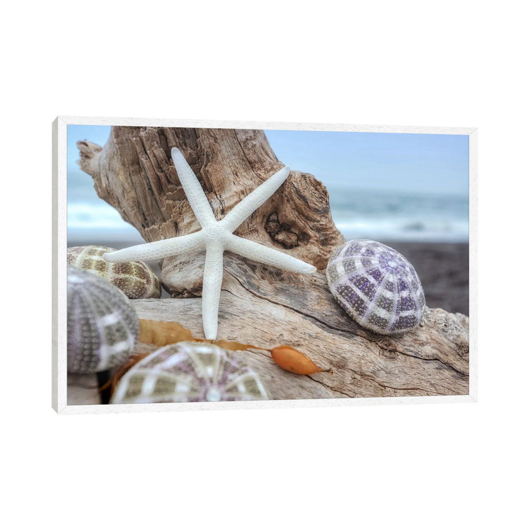 Leinwandbild Crescent Beach Shells VII von Alan Blaustein