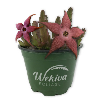 Starflower Plant - Live Plant in a 4 Inch Pot - Stapelia Schinzii - Beautiful Indoor Outdoor Cacti Succulent Houseplant Exotic Blooms