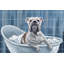 Bubble Bath Time - Wrapped Canvas Painting-1786298250