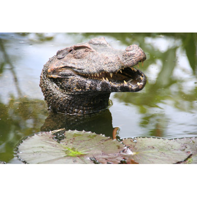 Happiest Caiman In French Guiana by Evenfh - Wrapped Canvas Print