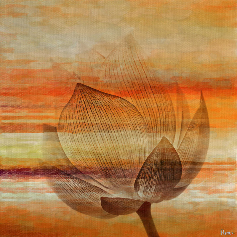 Parvez Taj - Wrapped Canvas Print, 45cm H x 45cm W