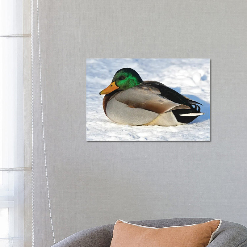 Cold Duck by Brian Wolf - Wrapped Canvas Print