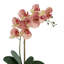 Orchid Arrangement In An Ornate Ceramic Vase