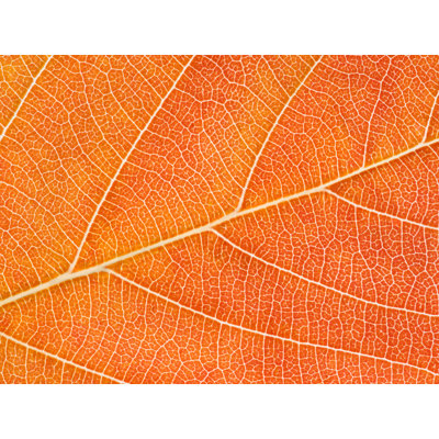 Autumn Leaf Print by Philippe Monthoux