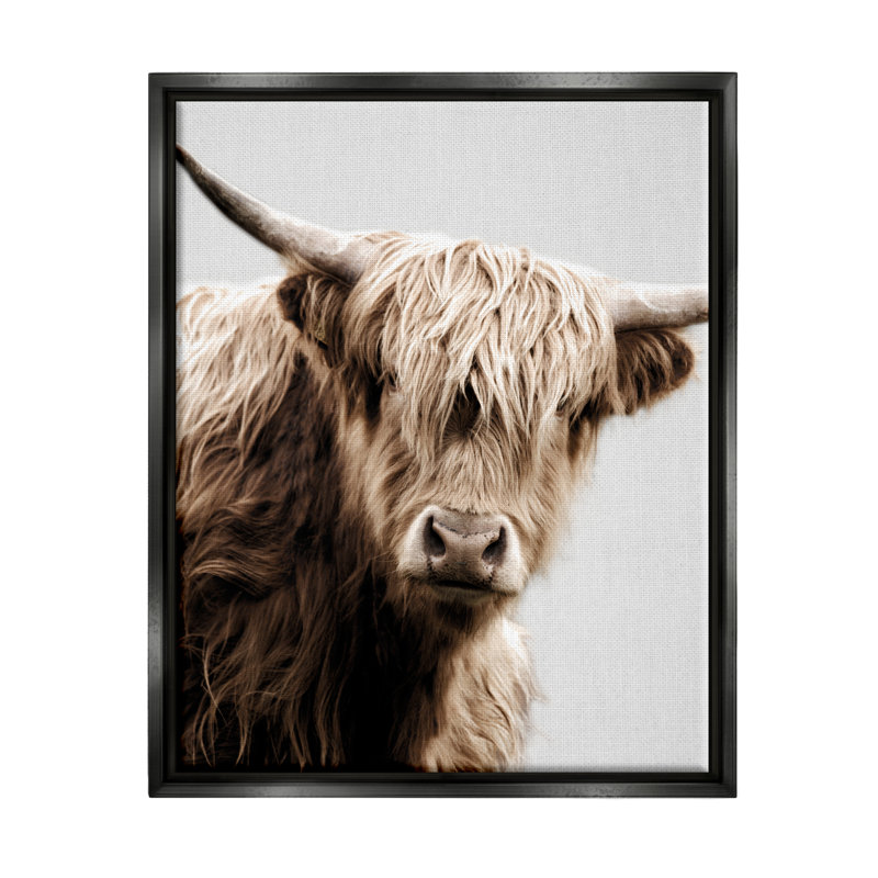 «Wooly Bovins», impression sur toile par Danita Delimont, Cadre flottant noir de jais, H 31 po x l 25 po x P 1,7 po