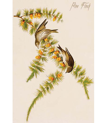 « pin finch » par john james audubon, impression
