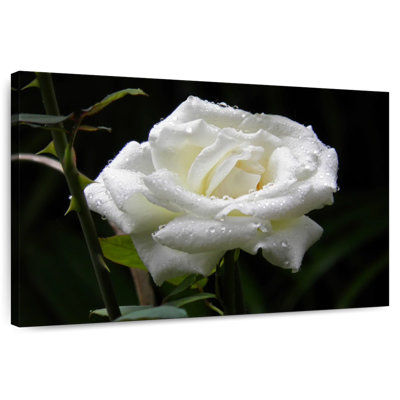 Harnek Dewdrops On White Rose