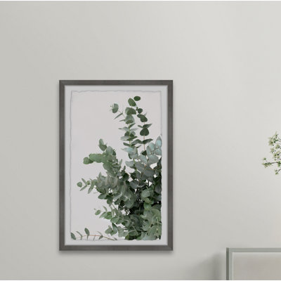 " Evergreen Shrub "