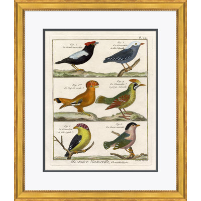 18th Century Parakeet Engravings Giclee Print