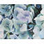 Napperon Hydrangea