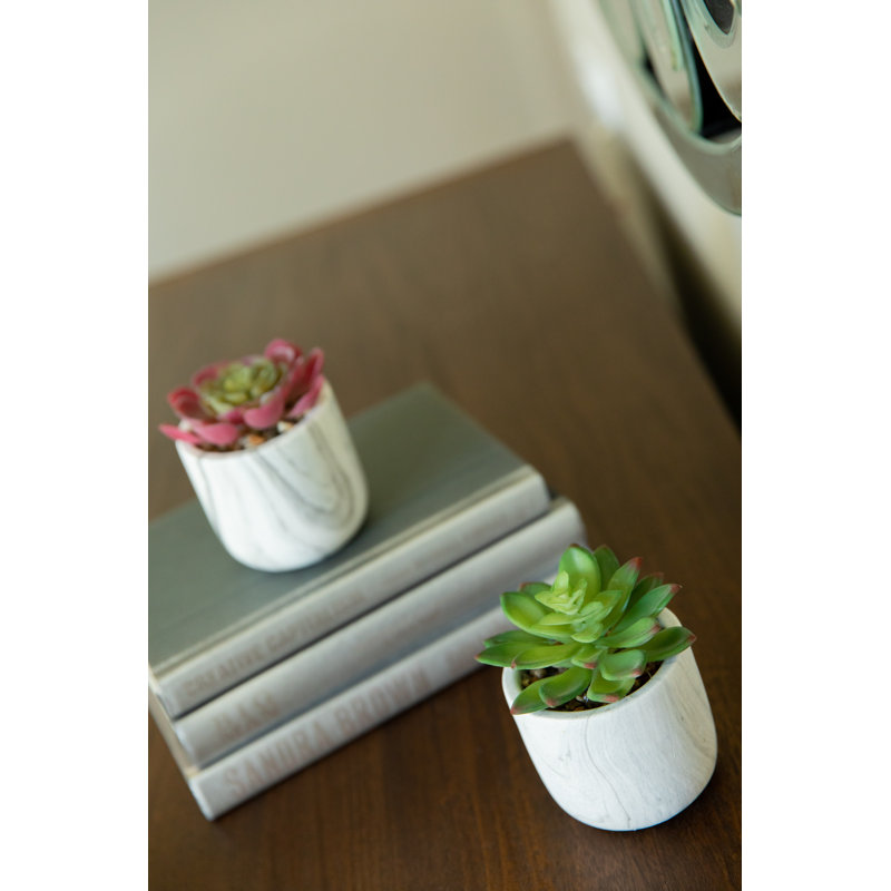 Ensemble de 2 plantes succulent dans un pot