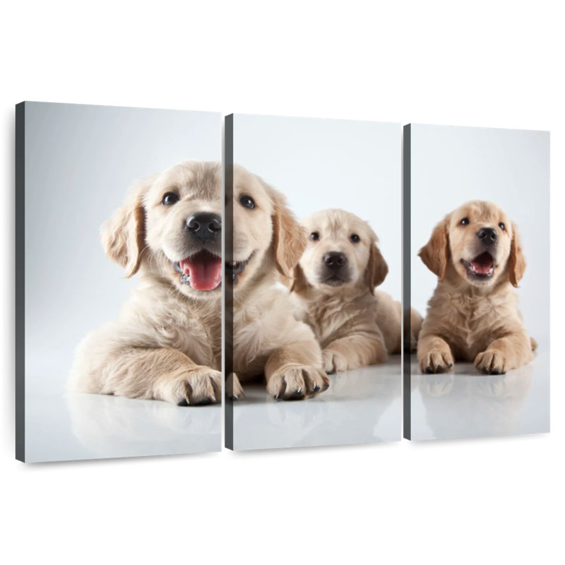 Brampt Golden Retriever Pups, 48" H x 74" W
