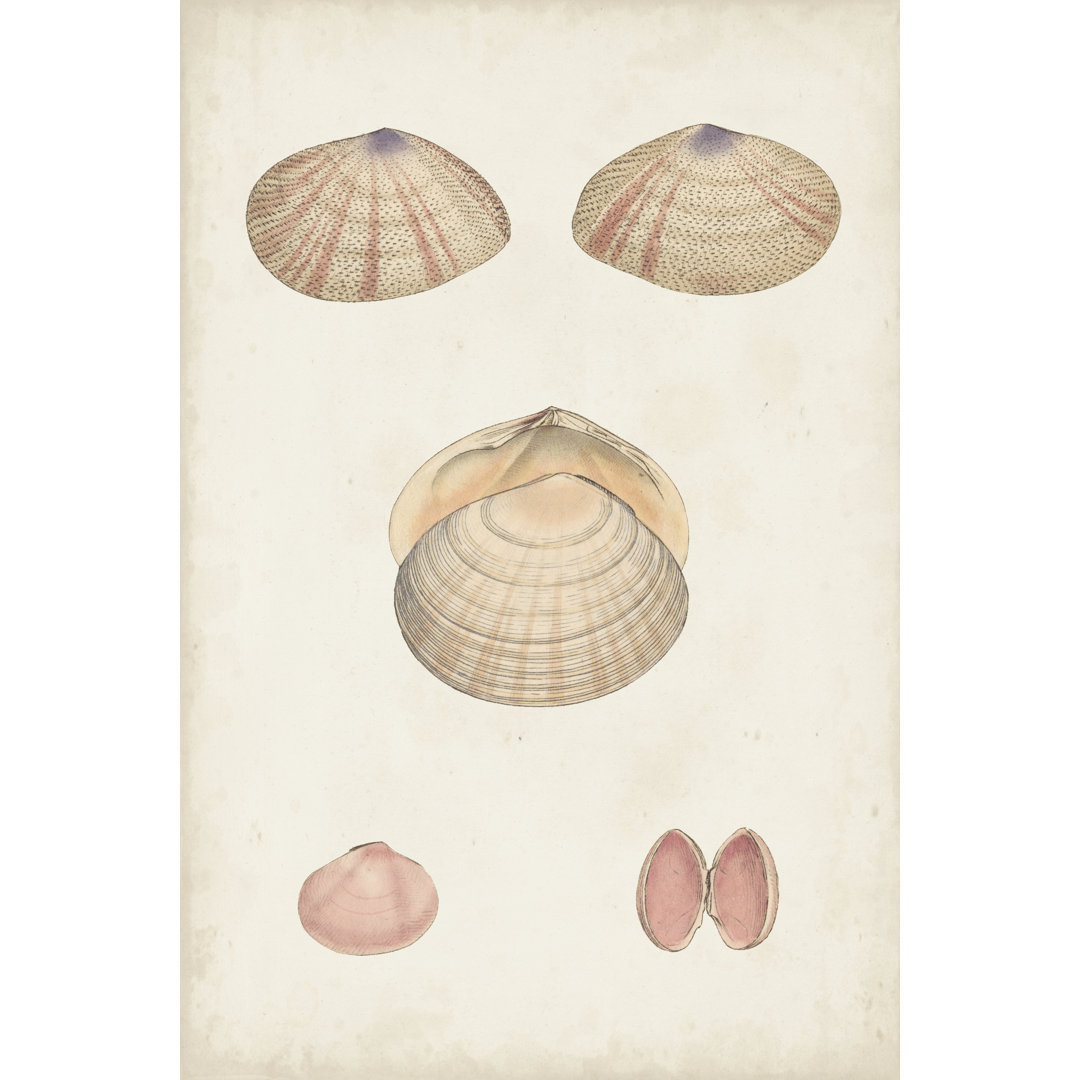 Leinwandbild Antiquarian Shell Study V